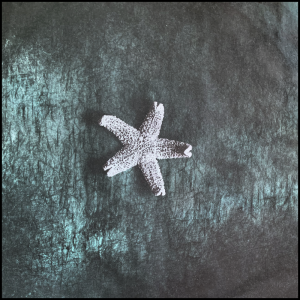 inner sleeve of Starfish featuring a photo of the album's namesake marine animal